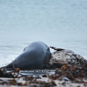 Helgoland 2 1236
Kleine Romanze am Strand III