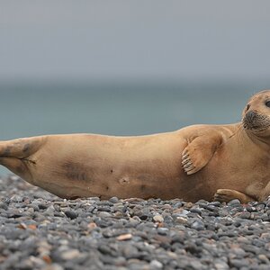 Helgoland 3 0278
Körperspannung!