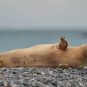 Helgoland 3 0463
Küss die Hand!