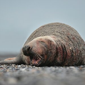 Helgoland 3 0579
Singles X