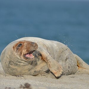 Helgoland 4 0319
Singles IX