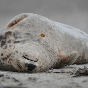 Helgoland 2 0829
Singles VIII