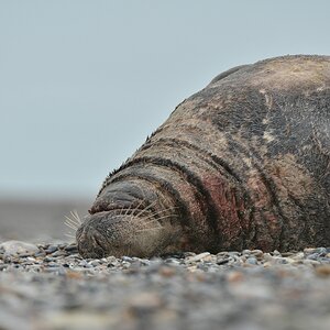 Helgoland 3 0591
Singles VII