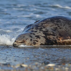 Helgoland 4 0482
Singles VI