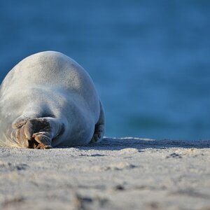 Helgoland 4 0450
Singles V