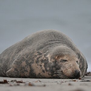 Helgoland 2 1302
Singles IV