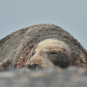 Helgoland 3 0597
Singles III