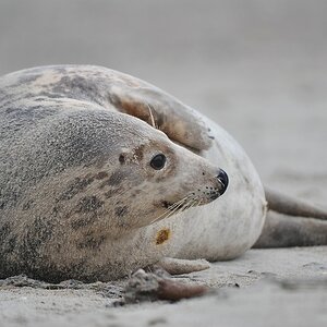 Helgoland 2 0828
Singles I