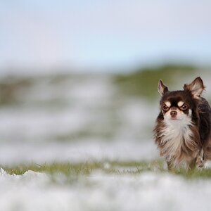 Test Sigma 150 -500mmm