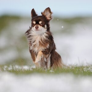 Test Sigma 150 -500mmm