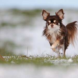Test Sigma 150 -500mmm