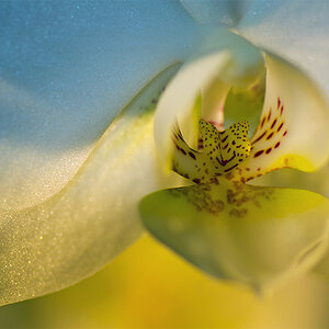 Orchidee weiß