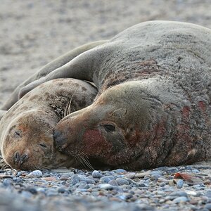 Helgoland 4 0181
Mama und Papa VIII
Schlaf gut!