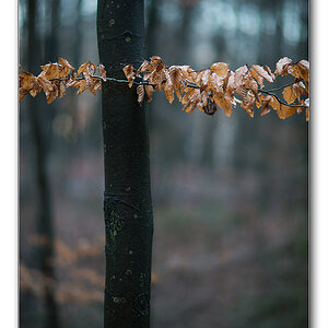 wald3
