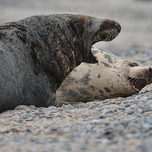 Helgoland 3 0545 
Mama und Papa VII
hahaha