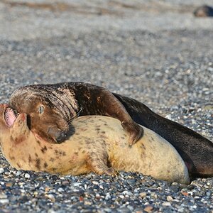 Helgoland 4 0587
Mama und Papa V