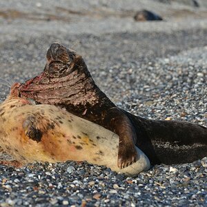 Helgoland 4 0660 
Mama und Papa IV
Ey, mach weiter!
