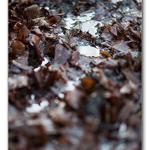 wald5