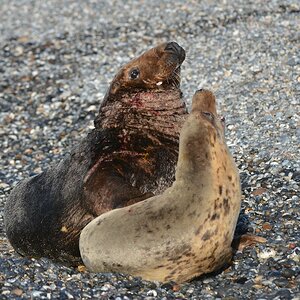 Helgoland 4 0537 
Mama und Papa I
Erst nur ein kleiner Flirt ...