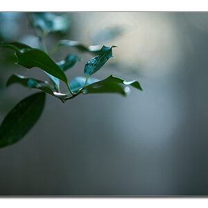 wald6