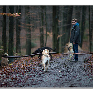 wald7