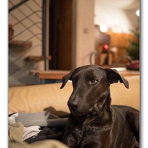 lupi