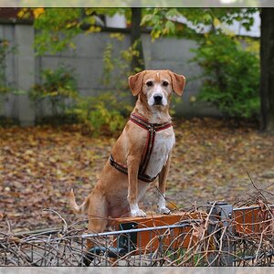 In der Hundezone