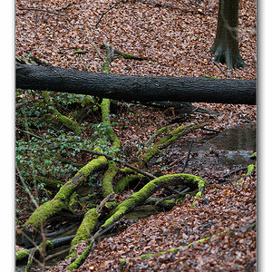 wald8