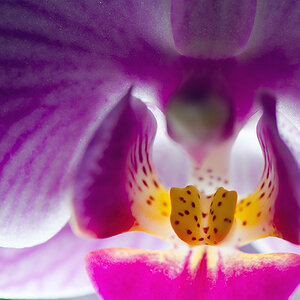 Orchidee pink
