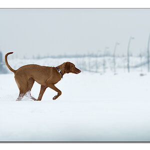 hund