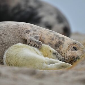 Helgoland 2 0315