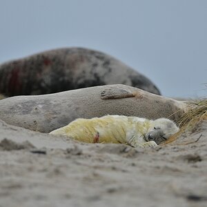 Helgoland 2 0280