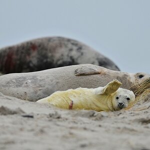 Helgoland 2 0279