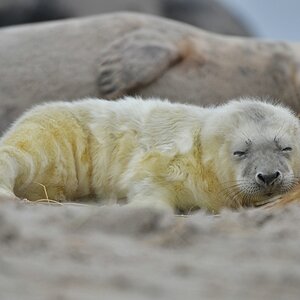 Helgoland 2 0263