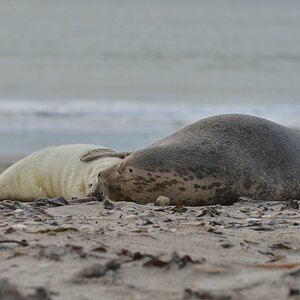 Helgoland 3 1566