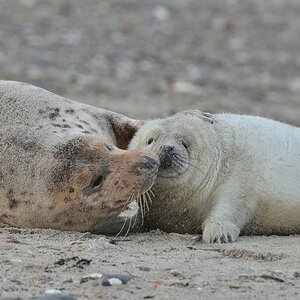 Helgoland 3 1397