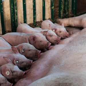 Schweinerei