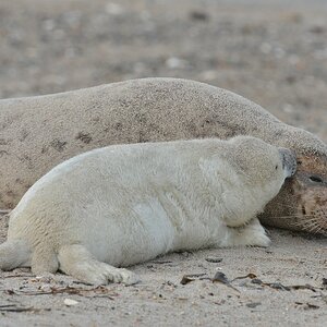 Helgoland 3 1432