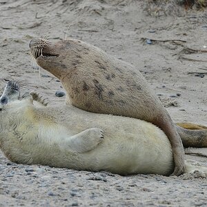 Helgoland 3 0715