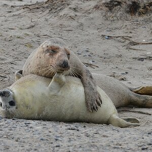 Helgoland 3 0696