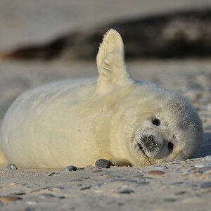Helgoland 4 0777