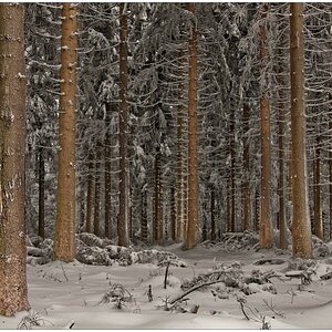 ~Wald~