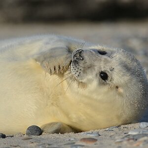 Helgoland 4 0771