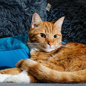 Sunny, unser frecher Kater!