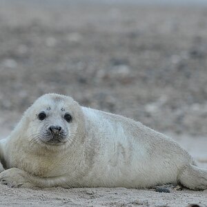 Helgoland 3 1330