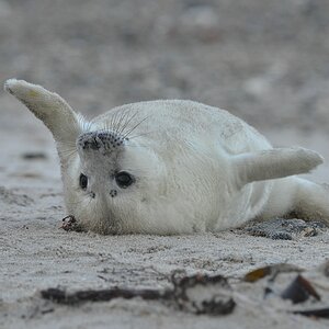 Helgoland 3 1300