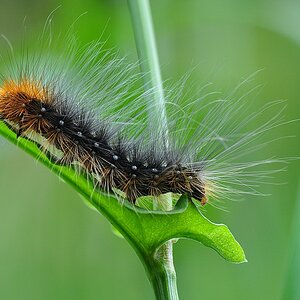 Raupe des Braunen Bär (Nachtfalter)

Bild im Portfolio 2012 gezeigt