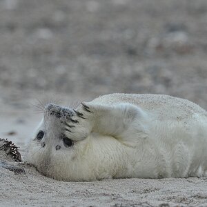 Helgoland 3 1271