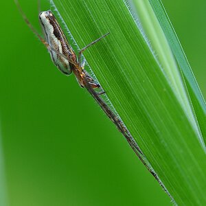 Bauchkitzeln 
(Streckerspinne )

Bild im Portfolio 2012 gezeigt