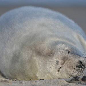 Helgoland 4 0362
